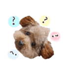ToyPoodle MUGI 2（個別スタンプ：6）
