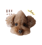 ToyPoodle MUGI 2（個別スタンプ：7）