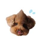 ToyPoodle MUGI 2（個別スタンプ：8）