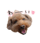 ToyPoodle MUGI 2（個別スタンプ：10）