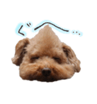 ToyPoodle MUGI 2（個別スタンプ：11）