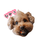 ToyPoodle MUGI 2（個別スタンプ：12）