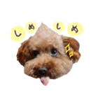 ToyPoodle MUGI 2（個別スタンプ：13）