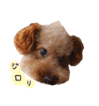 ToyPoodle MUGI 2（個別スタンプ：14）