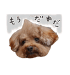 ToyPoodle MUGI 2（個別スタンプ：15）