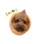 ToyPoodle MUGI 2（個別スタンプ：16）