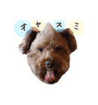 ToyPoodle MUGI 2（個別スタンプ：17）