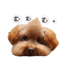 ToyPoodle MUGI 2（個別スタンプ：18）