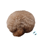 ToyPoodle MUGI 2（個別スタンプ：19）