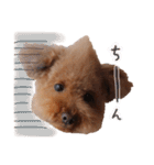 ToyPoodle MUGI 2（個別スタンプ：20）