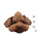 ToyPoodle MUGI 2（個別スタンプ：21）
