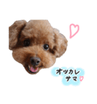 ToyPoodle MUGI 2（個別スタンプ：22）