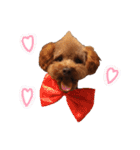 ToyPoodle MUGI 2（個別スタンプ：23）