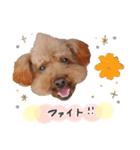 ToyPoodle MUGI 2（個別スタンプ：24）