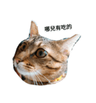 Chat Tabby（個別スタンプ：1）