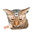 Chat Tabby（個別スタンプ：2）