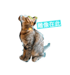 Chat Tabby（個別スタンプ：3）