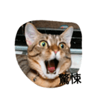 Chat Tabby（個別スタンプ：4）