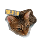 Chat Tabby（個別スタンプ：5）