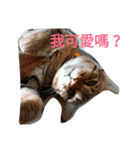 Chat Tabby（個別スタンプ：6）