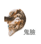 Chat Tabby（個別スタンプ：7）