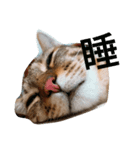 Chat Tabby（個別スタンプ：8）