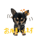 pepo＆rock＆cat（個別スタンプ：3）