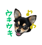 pepo＆rock＆cat（個別スタンプ：4）