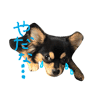 pepo＆rock＆cat（個別スタンプ：8）