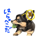pepo＆rock＆cat（個別スタンプ：13）