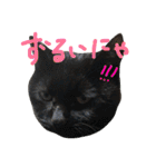 pepo＆rock＆cat（個別スタンプ：21）