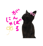 pepo＆rock＆cat（個別スタンプ：25）