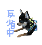 pepo＆rock＆cat（個別スタンプ：27）