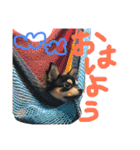 pepo＆rock＆cat（個別スタンプ：28）