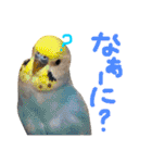 pepo＆rock＆cat（個別スタンプ：35）
