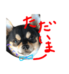 pepo＆rock＆cat（個別スタンプ：36）