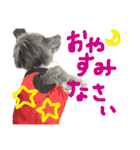 pepo＆rock＆cat（個別スタンプ：37）