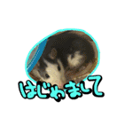げっ歯類もりもりスタンプ（個別スタンプ：1）