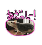 げっ歯類もりもりスタンプ（個別スタンプ：2）