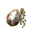 げっ歯類もりもりスタンプ（個別スタンプ：3）