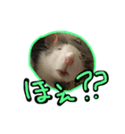 げっ歯類もりもりスタンプ（個別スタンプ：7）