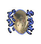 げっ歯類もりもりスタンプ（個別スタンプ：9）