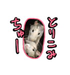 げっ歯類もりもりスタンプ（個別スタンプ：11）