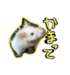 げっ歯類もりもりスタンプ（個別スタンプ：17）
