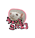 げっ歯類もりもりスタンプ（個別スタンプ：19）