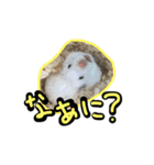 げっ歯類もりもりスタンプ（個別スタンプ：21）