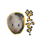 げっ歯類もりもりスタンプ（個別スタンプ：23）