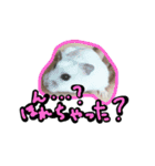 げっ歯類もりもりスタンプ（個別スタンプ：25）