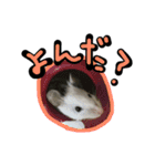 げっ歯類もりもりスタンプ（個別スタンプ：28）