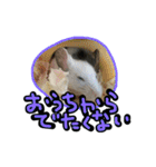 げっ歯類もりもりスタンプ（個別スタンプ：31）